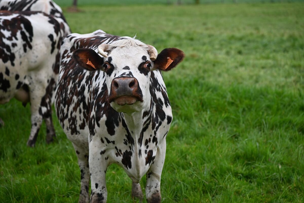 Close-up of Normande cattle grazing in a green pasture on a bright day.