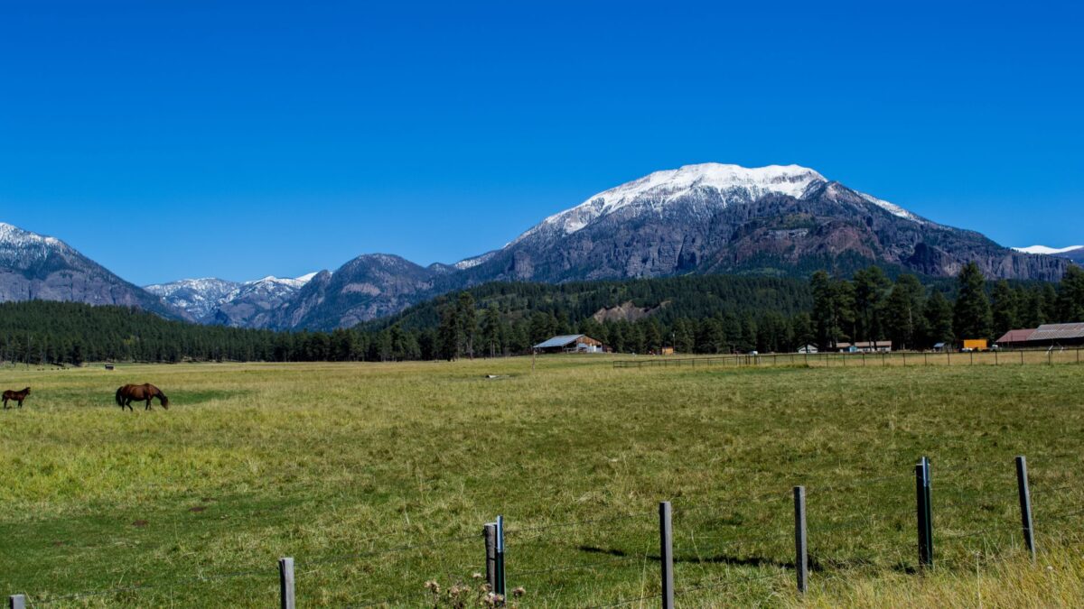 Beautiful mountain view with grazing horses and clear blue sky in Colorado landscape.